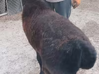 Qoç, Tian-Shan semifinewool sheep — foto 2