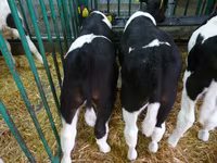İribuynuzlu mal-qara (partiya, cinsi göstərilməyib), Simmental cattle — foto 4