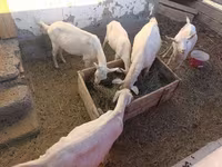 عنزة, Saanen goat — الصورة 3