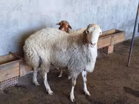 كبش, الأغنام — الصورة 8