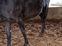 Stute, Horse breed — Foto 3