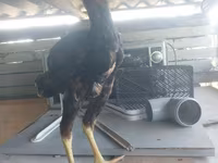 Chickens — फ़ोटो 4