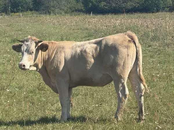 Kuh, Charolais cattle
