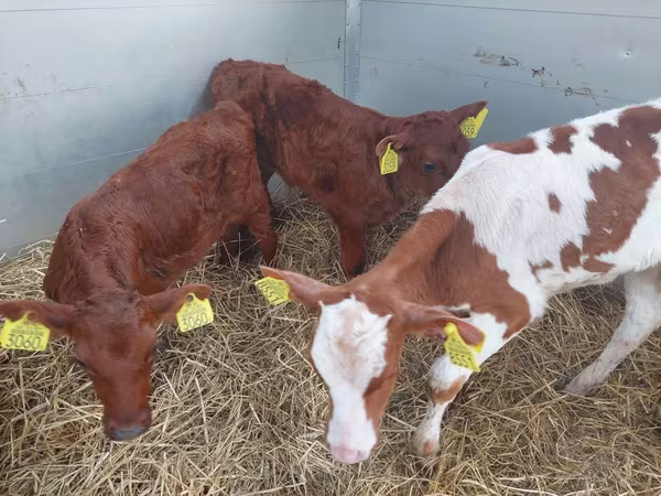 Bulle, Simmental cattle