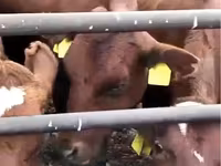 Kuh, Swiss cattle — Foto 2