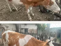 Vaca, Simmental cattle — foto 1