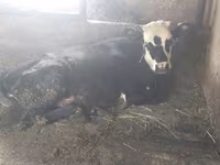 Kuh, Swiss cattle — Foto 6