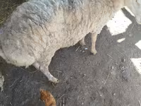 Qoʻchqor, Karakul sheep — 7-rasm