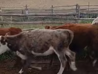 Kuh, Latvian Blue cattle — Foto 2