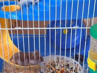 Hamster üçün tam dəst qəfəs Ağ və boz rəngli sevimli xamyaklardır — الصورة 3