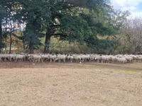 Qoyun, Baerchuke sheep — foto 1
