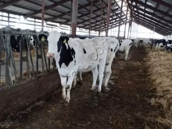 Rasa Holstein