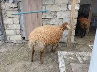 Qoyun, Qoyunlar — foto 7