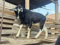 公山羊, Alpine goat — 照片 6