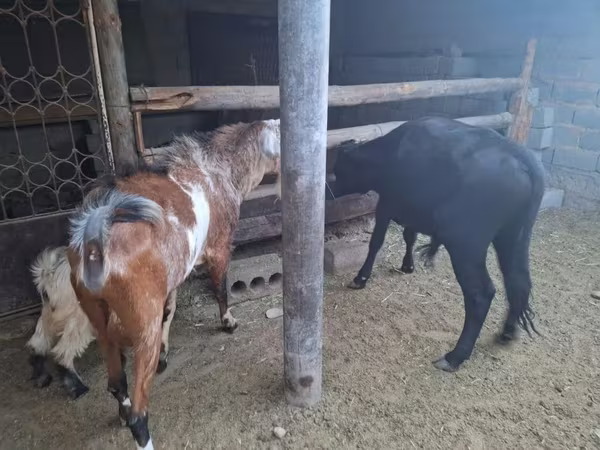 Ziege, Nubian Goat