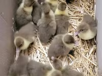 Ducks — الصورة 1
