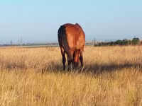 Yegua, Kazakh horse — foto 5