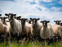 Қошқар, Hissar sheep — 1-сурет
