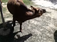 Vaca, Simmental cattle — foto 6