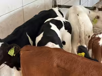 أبقار (دفعة، الجنس غير محدد), Simmental cattle — الصورة 2