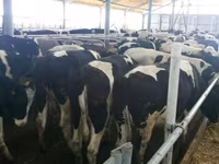 بقرة, Russian Black pied cattle — الصورة 1