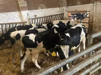 Vaca, Russian Black pied cattle — foto 5