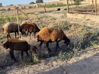 Sheep, Sheep — photo 6