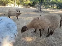 公羊, Sheep — 照片 2