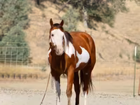 Hengst, American paint horse — Foto 2