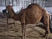 Camello, Camellos — foto 4