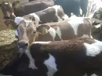 İribuynuzlu mal-qara (partiya, cinsi göstərilməyib), Simmental cattle — foto 3