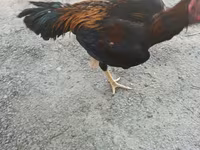 Chickens — الصورة 8