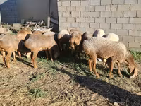 أغنام (دفعة، الجنس غير محدد), Merino sheep — الصورة 7