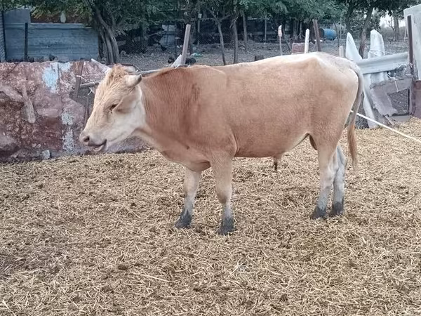 Toro, Simmental cattle