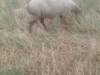 Oveja, Ovejas — foto 5