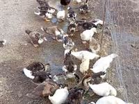 Ducks — 6-rasm