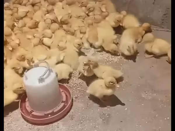 Nemis Pekin
