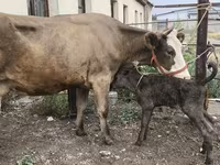 Сиыр, Simmental cattle — 2-сурет