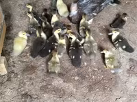 Ducks — Foto 2