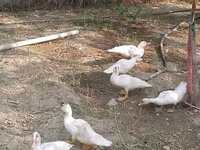 Ducks — Foto 4