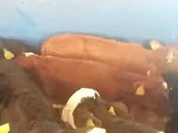Buğa, Simmental cattle — foto 2