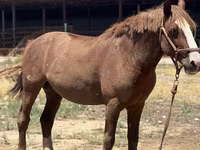 Aygʻir, Kazakh horse — 1-rasm