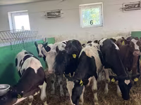 ثور, Russian Black pied cattle — الصورة 7