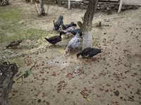 Ducks — photo 4
