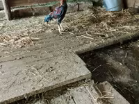 Chickens — Foto 2