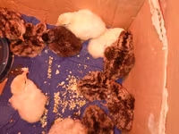 King Quail — foto 2