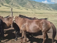 Yegua, Caballos — foto 4