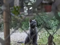 Yalnız cins pişik lazımdır — Foto 2