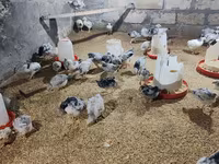 Chickens — Foto 5