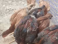 Chickens — फ़ोटो 3